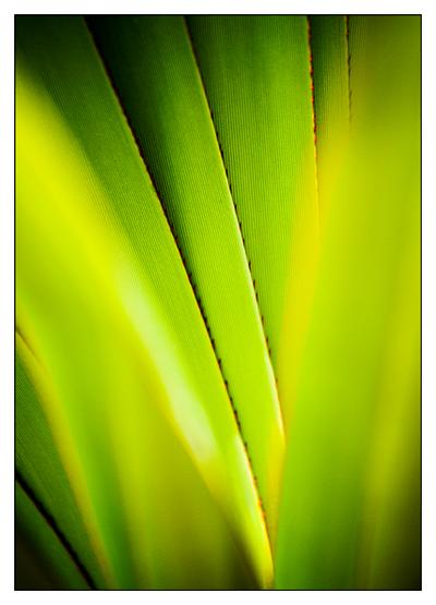 Cactus Abstract 1